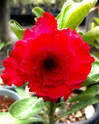 Rot Rose Bonsai Blumensamen zur Aussaat – ideal Rabatten – Traditionssorte & ohne Gentechnik Samen Hausgarten