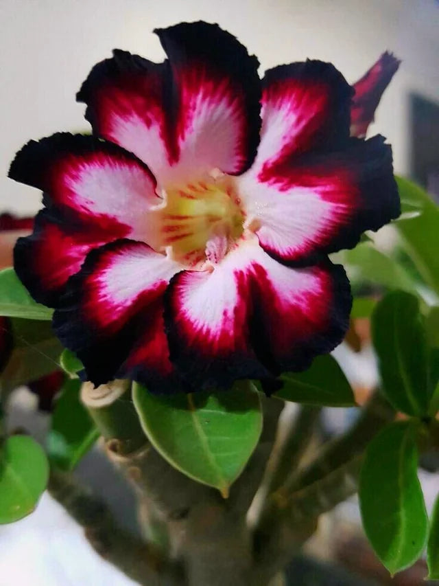 Rot Schwarz Wüstenrose Blumensamen – Bestäuber freundlich Traditionssorte & ohne Gentechnik Samen Hausgarten