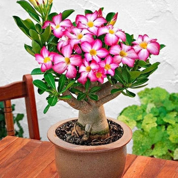 Adenium obesum blume samen for anpflanzung