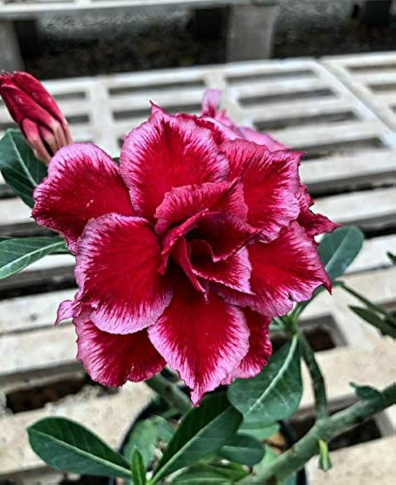 Adenium obesum pflanze wachsend in garten