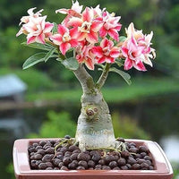 Adenium obesum blume samen – rosa & gelb blooms