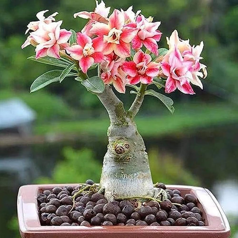 Adenium obesum blume samen – rosa & gelb blooms