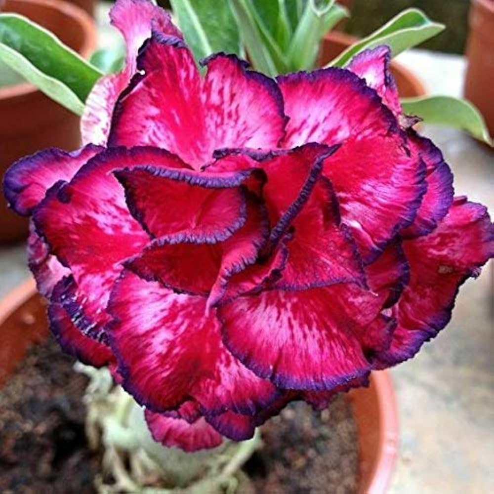Exotic adenium obesum pflanze samen for home gardens