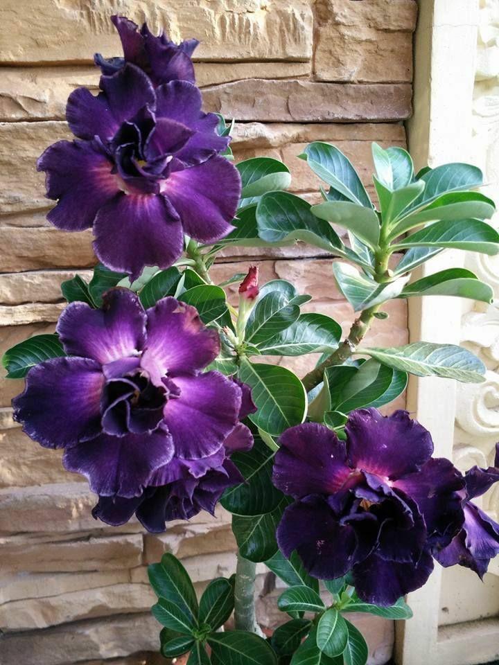 Potted adenium obesum pflanze with dark lila blooms