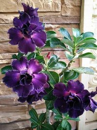 Potted adenium obesum pflanze with dark lila blooms