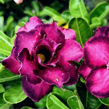 Adenium obesum blume samen for desert rose anpflanzung