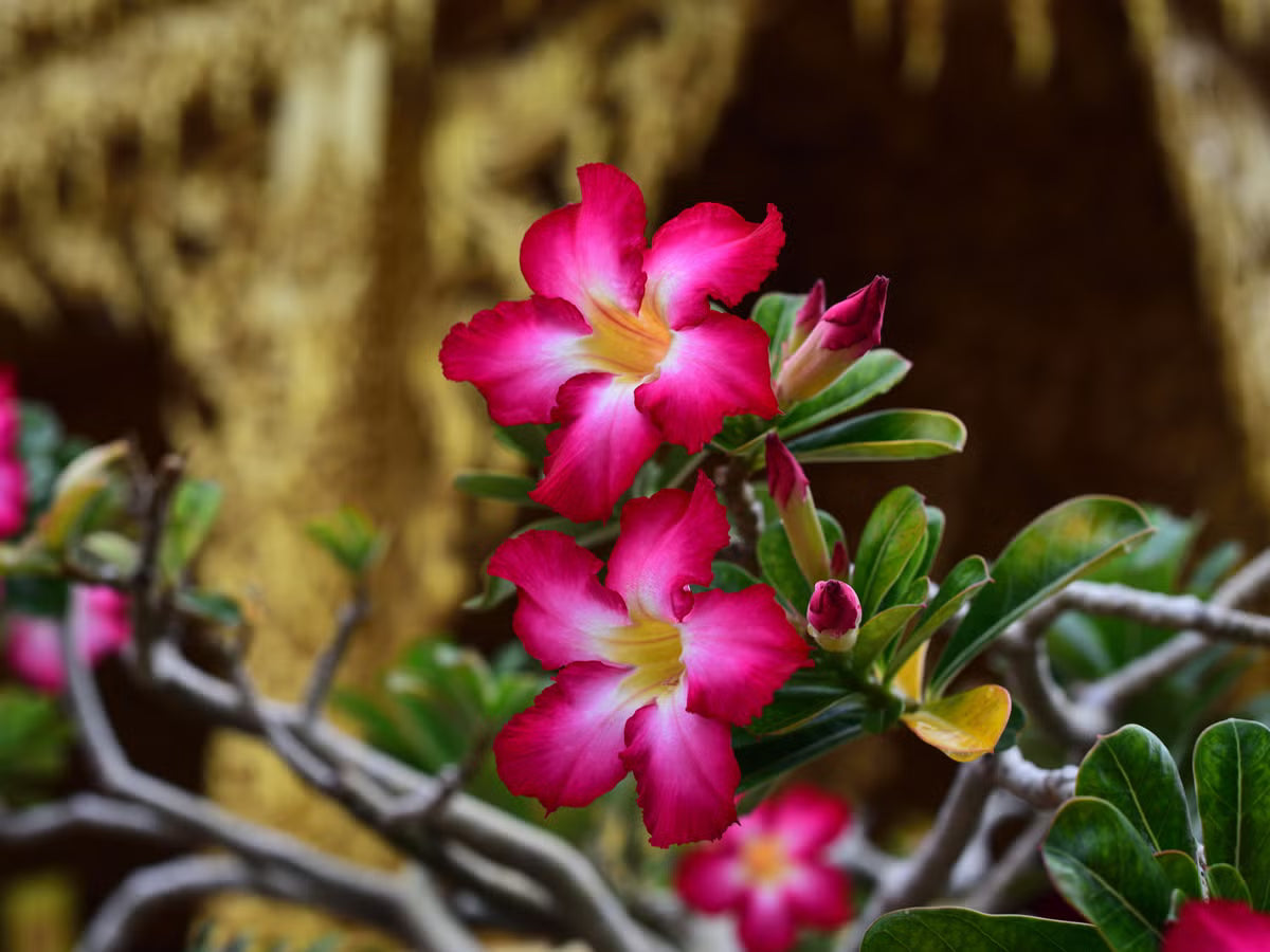 Desert Pflanze Blumensamen zur Aussaat – lang Blüte Saison – Traditionssorte & ohne Gentechnik Samen Hausgarten