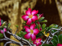 Desert Pflanze Blumensamen zur Aussaat – lang Blüte Saison – Traditionssorte & ohne Gentechnik Samen Hausgarten
