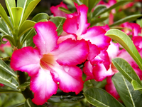 Step-by-step guide for wachsend adenium obesum seedlings