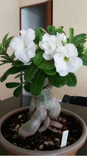Adenium seedlings keimend innen