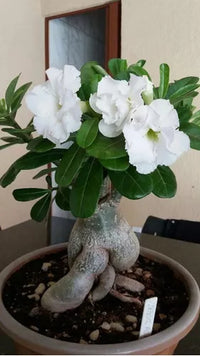 Adenium seedlings keimend innen