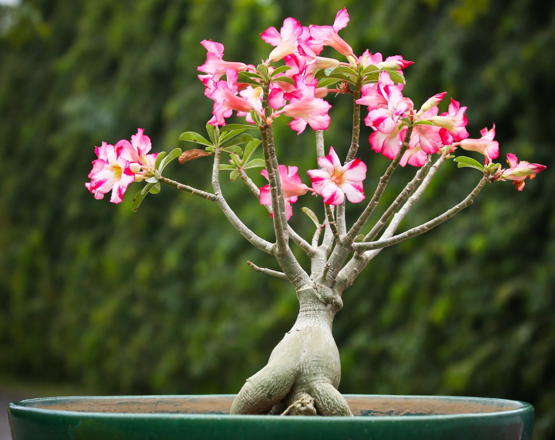 Vibrant adenium arabicum samen for long-lasting flowering
