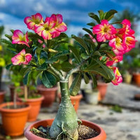 Adenium arabicum samen for töpfen and containers
