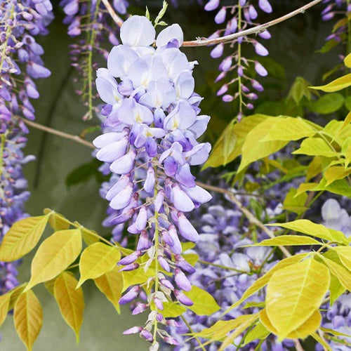 Gemischt Blauregen Blumensamen zur Aussaat – Cascading Blüten für Ihren Garten