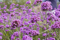 Eisenkraut Blumensamen zur Aussaat – ideal Rabatten – Traditionssorte & ohne Gentechnik Samen Hausgarten
