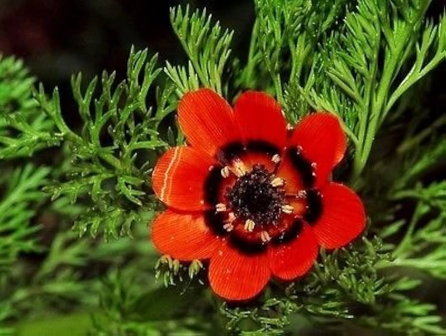 Adonis blumen decorating garten borders