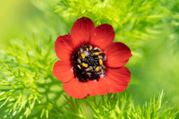 Adonis blume samen for bright tropical anpflanzung