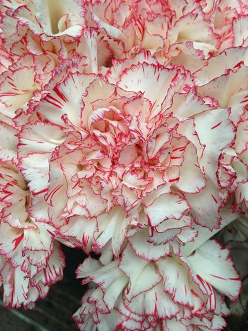 Rot Creme Nelke Blumensamen zur Aussaat leuchtend Blüten Traditionssorte & ohne Gentechnik Samen Hausgarten