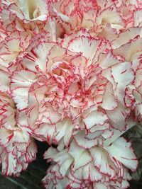Rot Creme Nelke Blumensamen zur Aussaat leuchtend Blüten Traditionssorte & ohne Gentechnik Samen Hausgarten