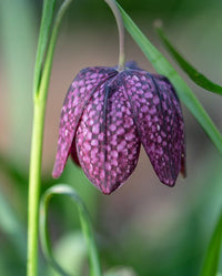 Grün Fritillaria Blumensamen zur Aussaat – hochwertige Qualitäts- – Traditionssorte & ohne Gentechnik Samen Hausgarten