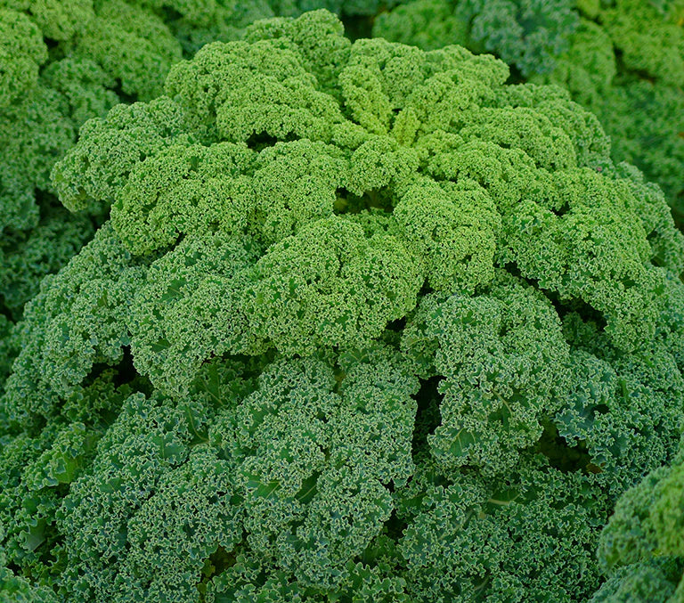 Green Brassica Gemüse Samen zum Pflanzen