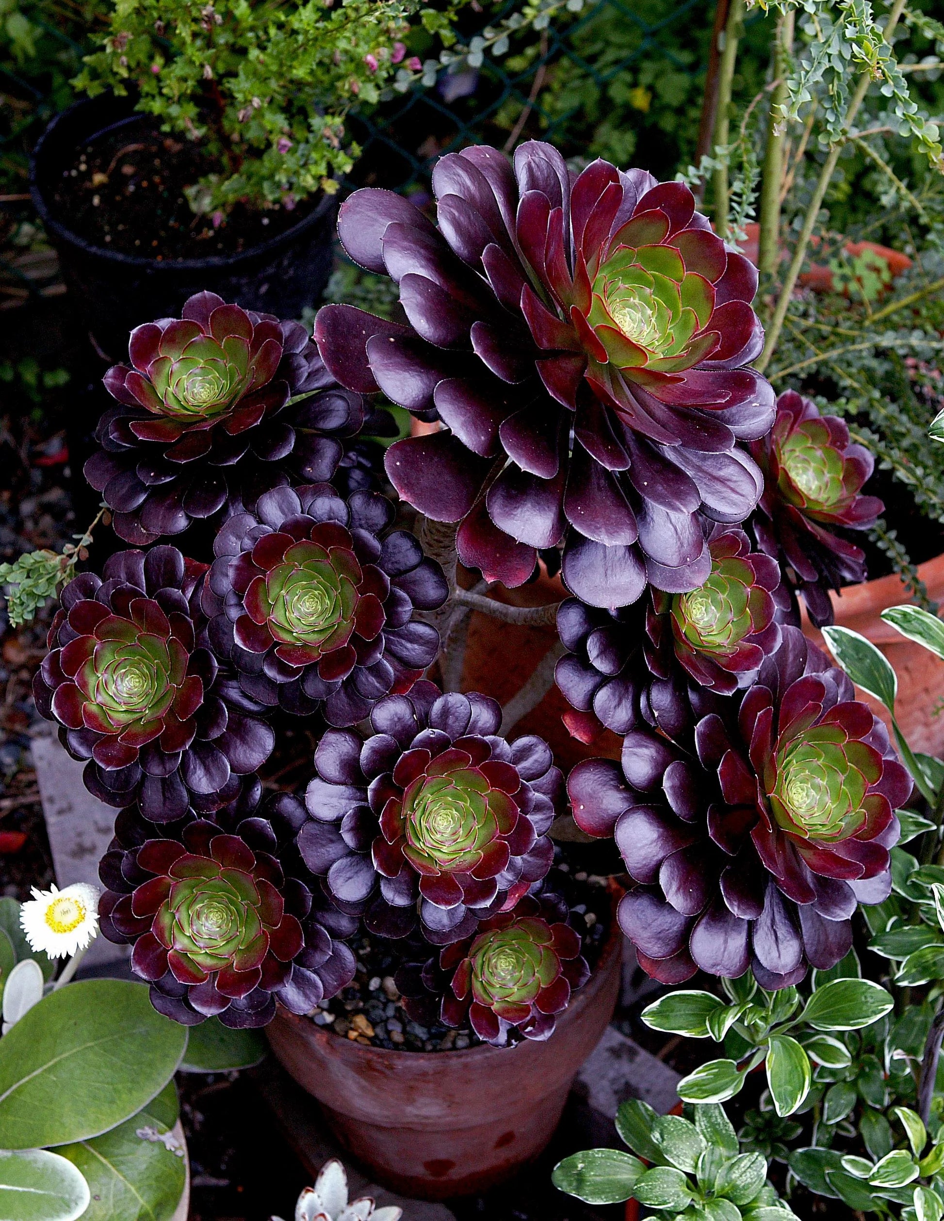 Arboreum Atropureum Blumensamen zur Aussaat – pflegeleicht – Traditionssorte & ohne Gentechnik Samen Hausgarten