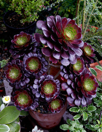 Arboreum Atropureum Blumensamen zur Aussaat – pflegeleicht – Traditionssorte & ohne Gentechnik Samen Hausgarten