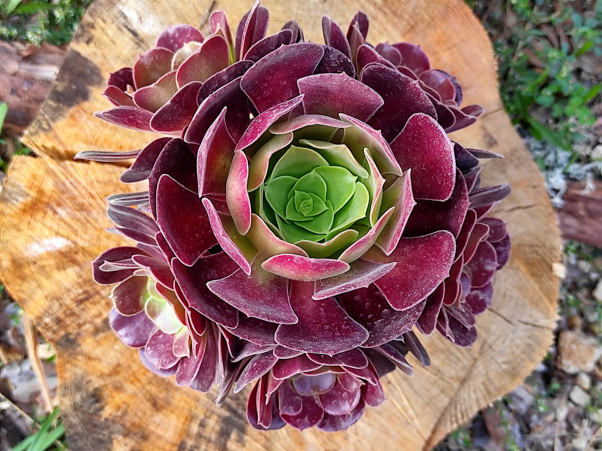 Arboreum Blumensamen zur Aussaat duftend Blüten Traditionssorte & ohne Gentechnik Samen Hausgarten