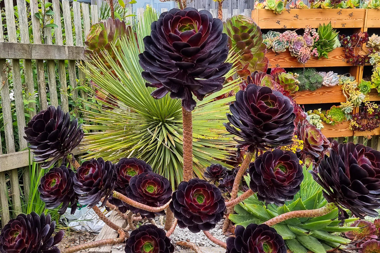 Aeonium Blumensamen zur Aussaat saisonal Dauerblüher Traditionssorte & ohne Gentechnik Samen Hausgarten