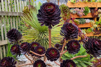 Aeonium Blumensamen zur Aussaat saisonal Dauerblüher Traditionssorte & ohne Gentechnik Samen Hausgarten