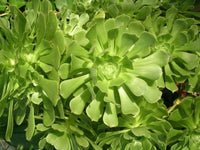 Aeonium undulatum seedlings keimend innen