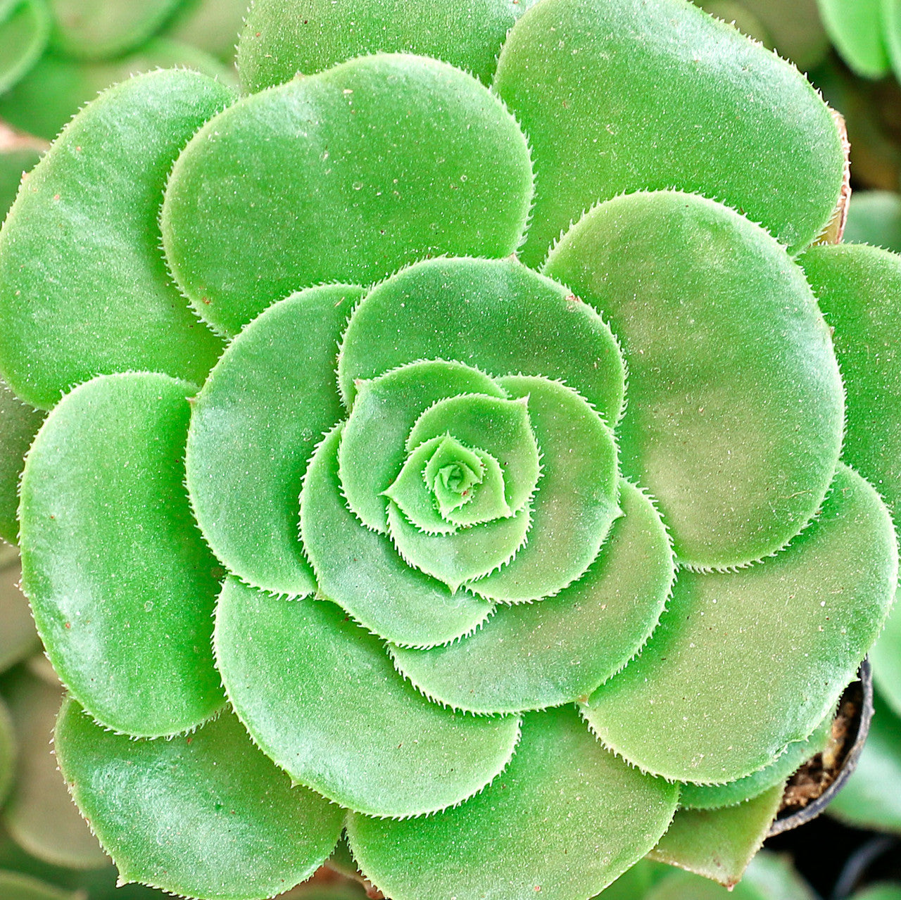 Aeonium undulatum pflanzen wachsend in outdoor garten
