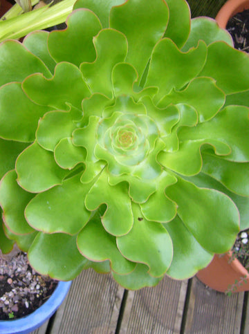 Aeonium undulatum pflanze samen for easy anpflanzung