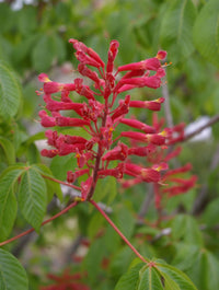 Aesculus pavia wachsend in garten