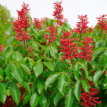 Aesculus pavia samen for anpflanzung