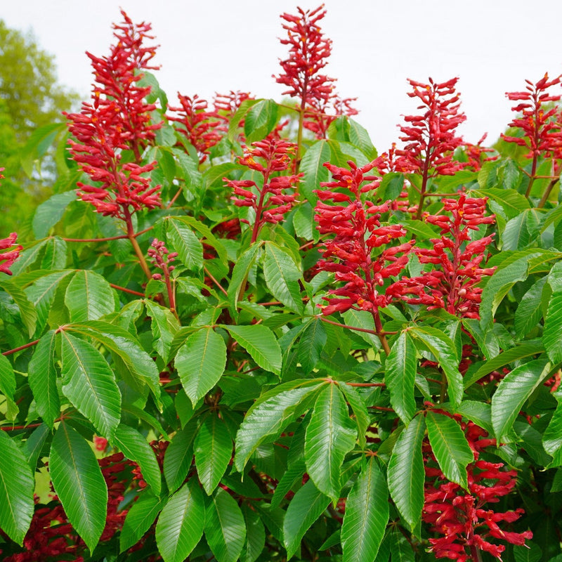 Aesculus pavia samen for anpflanzung