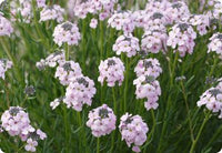 Rosa Weiß Stein Cress Blumensamen zur Aussaat leuchtend Blüten Traditionssorte & ohne Gentechnik Samen Hausgarten