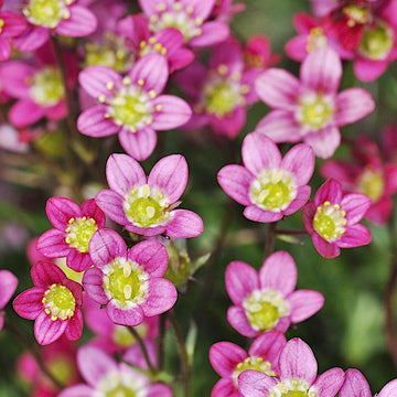 Saxifraga rosa blume samen for anpflanzung - garten favorite, heirloom & gmo free samen for home garten
 
 sale for anpflanzung in home garten.
