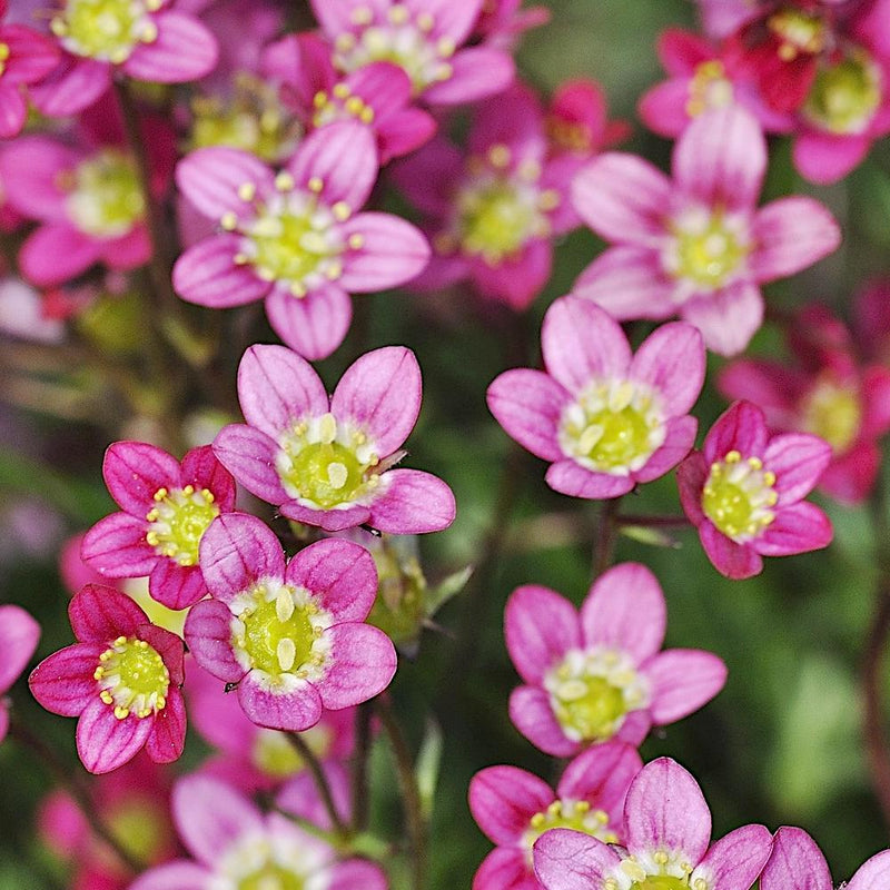 Saxifraga rosa blume samen for anpflanzung - garten favorite, heirloom & gmo free samen for home garten
 
 sale for anpflanzung in home garten.