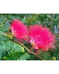 Rosa Albizia Blumensamen zur Aussaat kompakt Wuchs Traditionssorte & ohne Gentechnik Samen Hausgarten