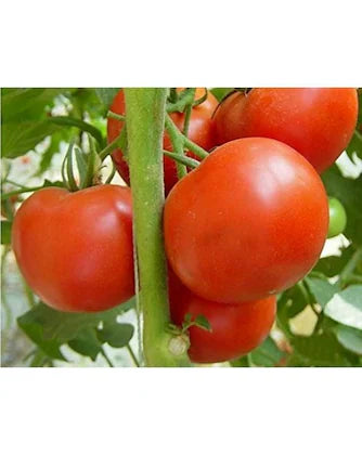 Maroon Tomate Planting Samen for Home Gardens