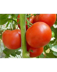 Maroon Tomate Planting Samen for Home Gardens