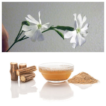 Packet of African Campion Pflanze Samen for Aussaat