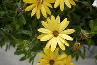 Gelb dimorphotheca sinuata (african daisy) blumen in garten borders