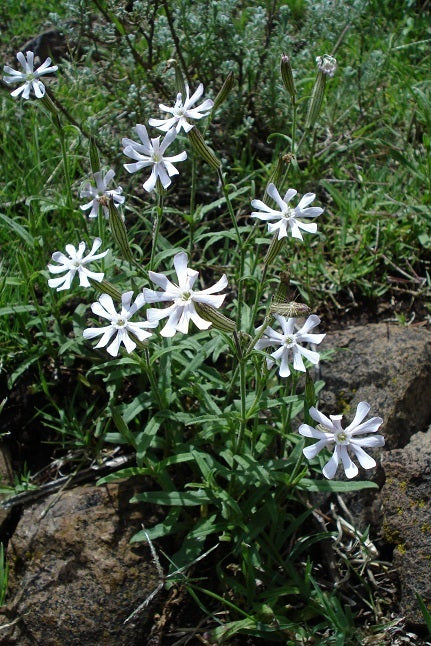 Blooming African Campion Pflanze with white, fringed Blumen