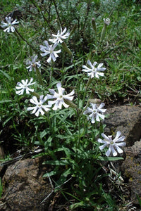 Blooming African Campion Pflanze with white, fringed Blumen