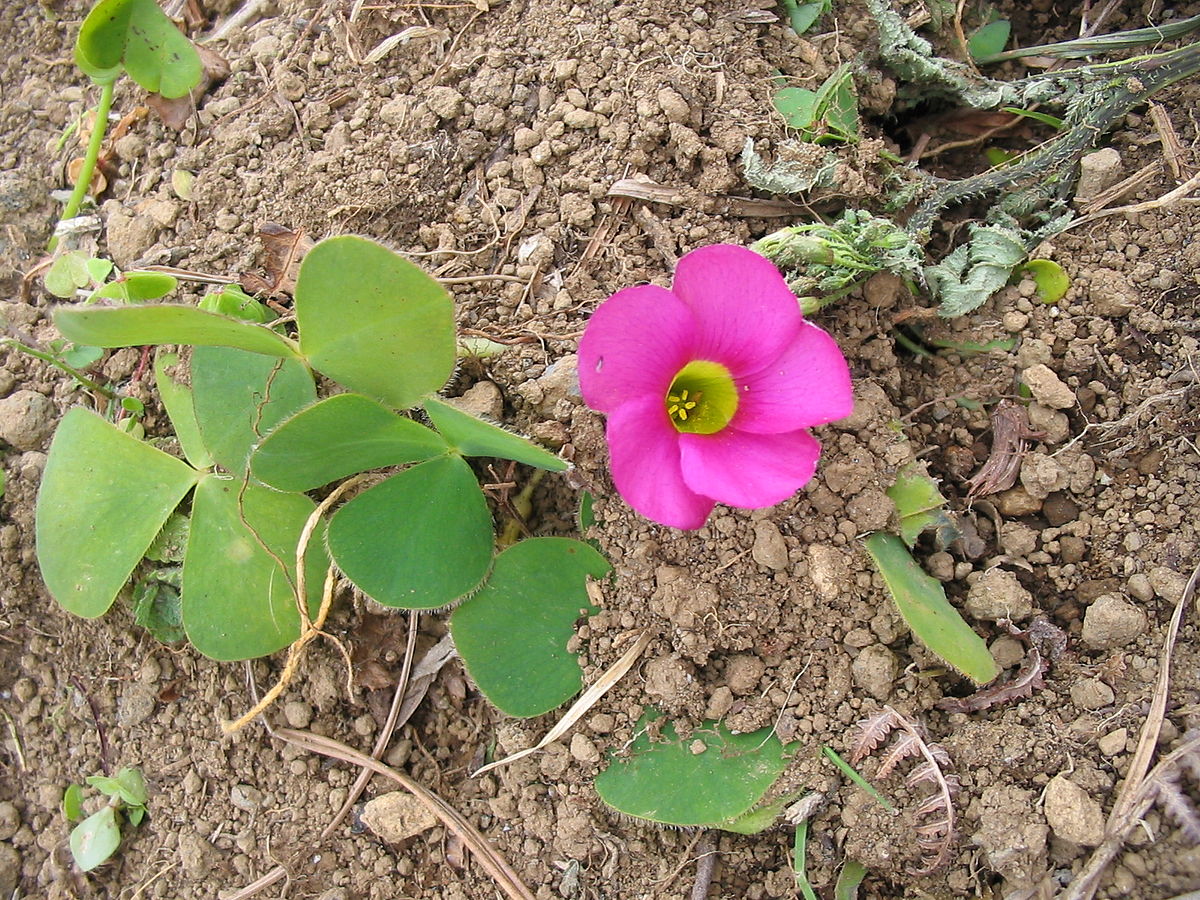 African oxalis blume samen for anpflanzung