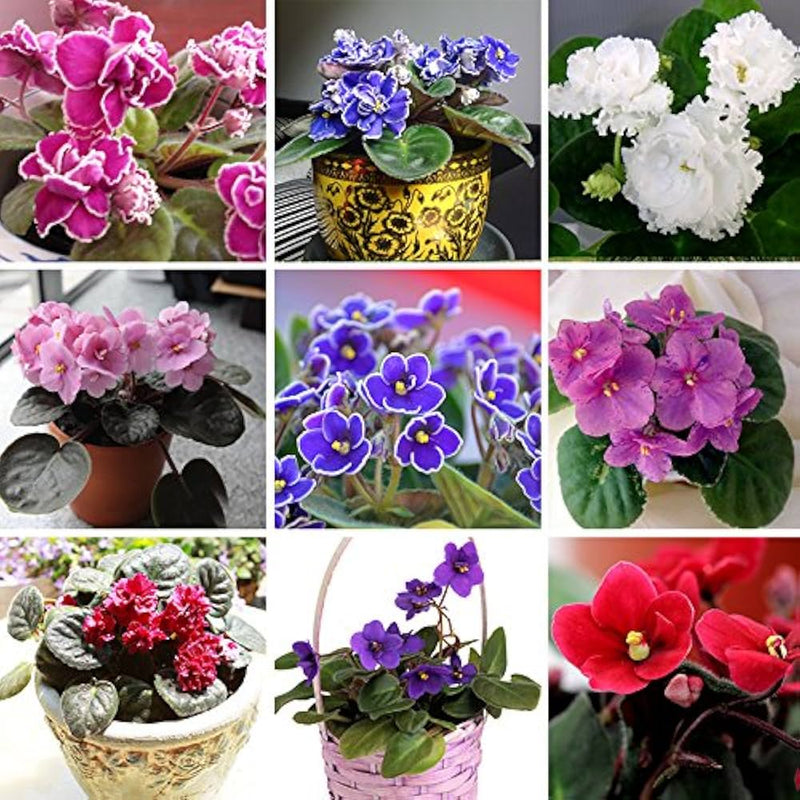 African saintpaulia blume samen for anpflanzung and gardening