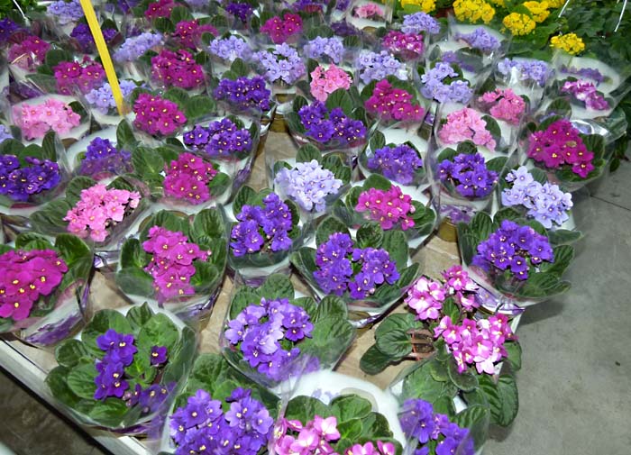 African saintpaulia ground cover samen for shaded areas