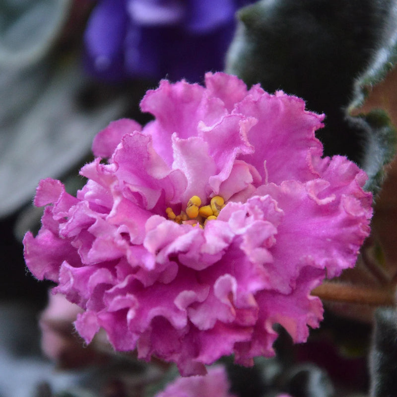 klein Rosa Saintpaulia Blumensamen zur Aussaat – kompakt Wuchs – Traditionssorte & ohne Gentechnik Samen Hausgarten